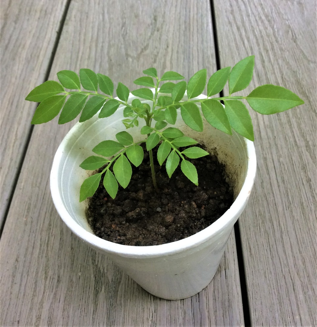 14+ Curry Plant Edible