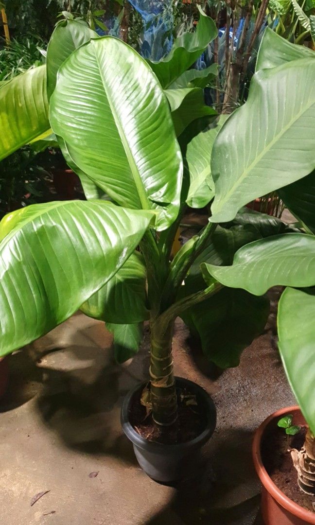 Dieffenbachia 'Big Ben' (4-5ft), Furniture & Home Living, Gardening, Plants  & Seeds on Carousell