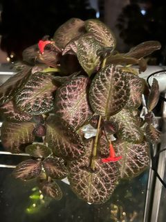 Episcia