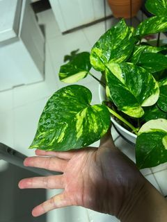 Money plant ( with Xmas free gift 💝)