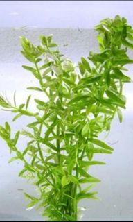 Rotala Rotundifolia Green