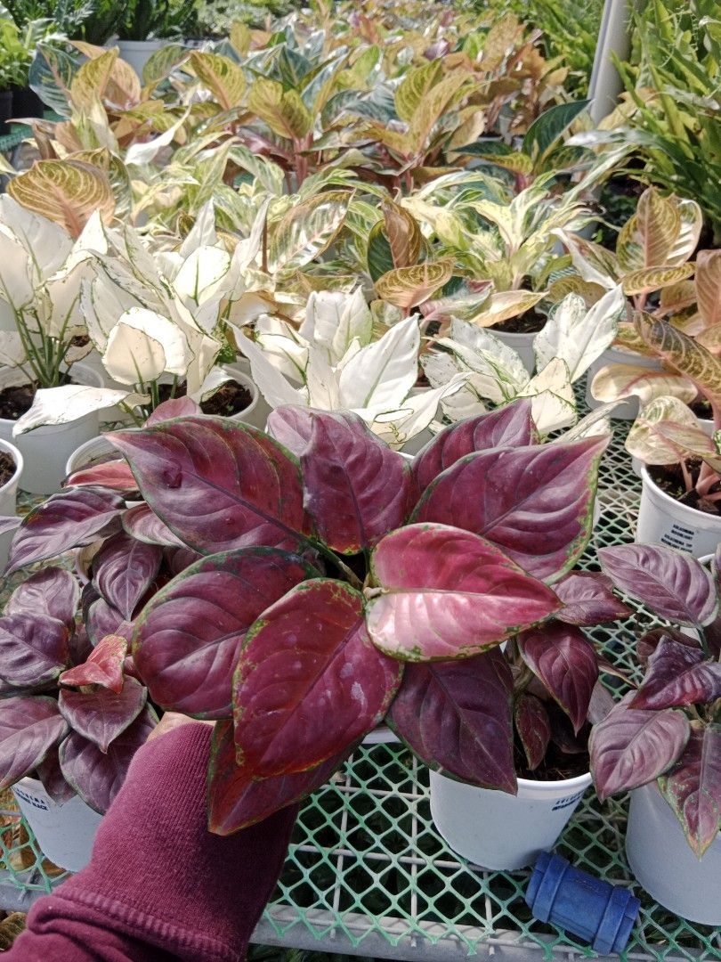 Aglaonema.black.maroon rare, Furniture & Home Living, Gardening, Plants ...