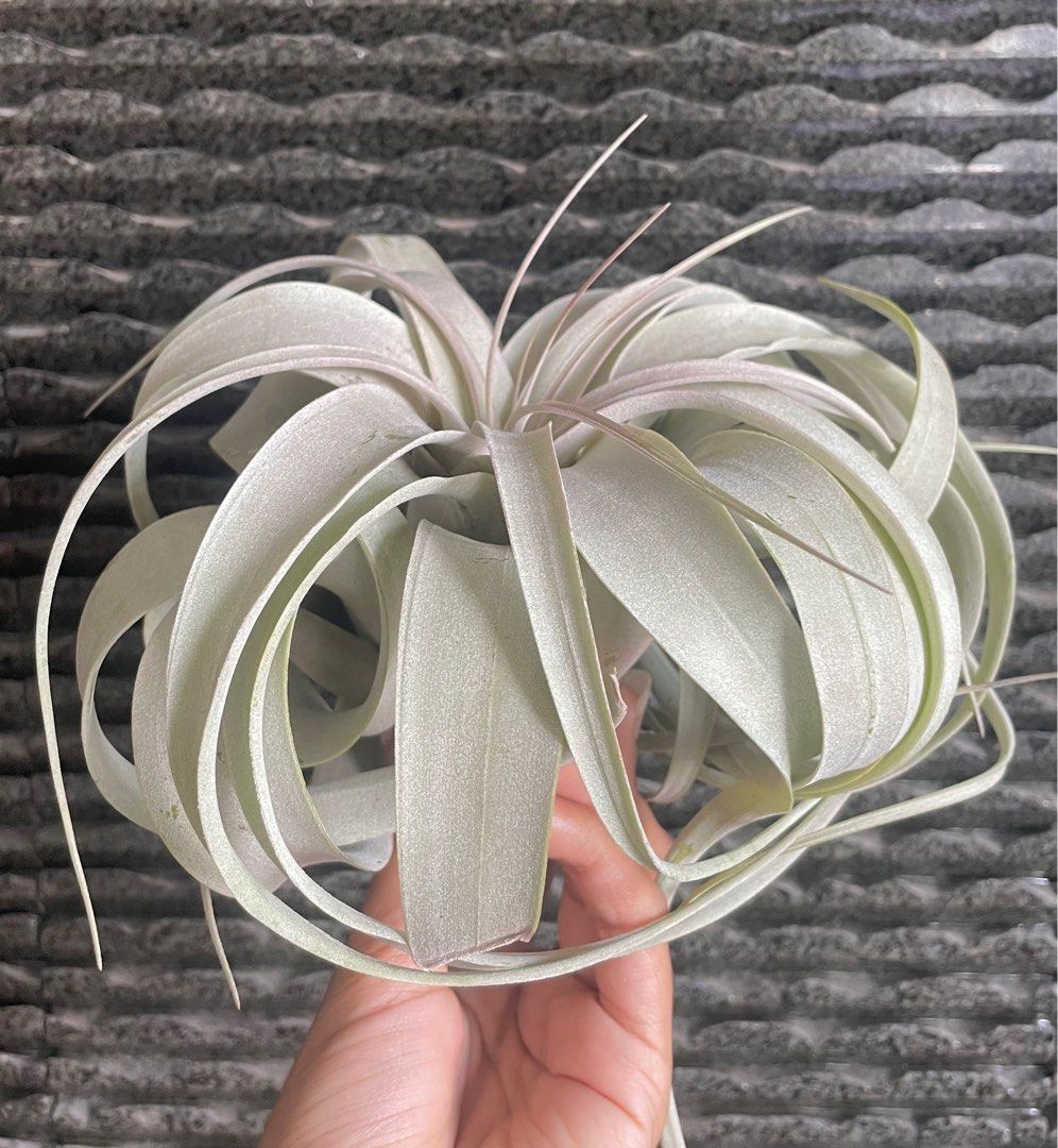 Blushing xerographica air Plant king of Airplants air plants airplant ...