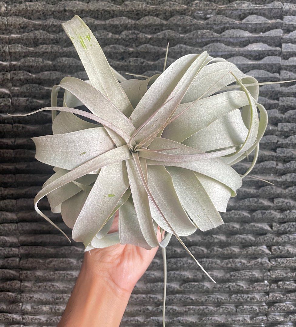 Blushing xerographica air Plant king of Airplants air plants airplant