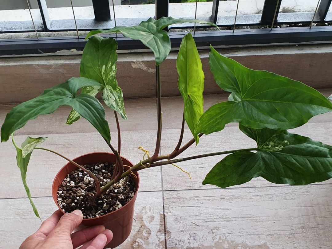 Cheap House Plant Syngonium Albo Revert + FREE Caladium Thai Beauty