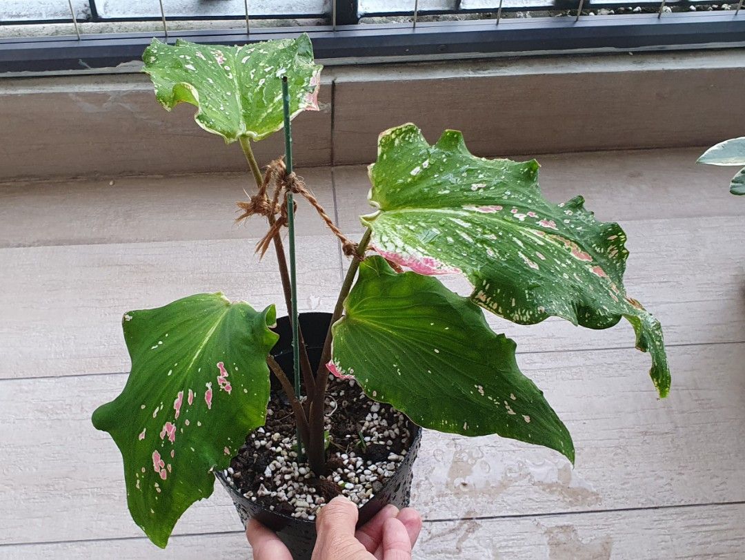 Cheap House Plant Syngonium Albo Revert + FREE Caladium Thai Beauty