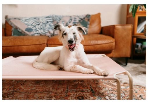 Gentle Pup Elevated Pet Bed Happy Camper 2 colours 2 sizes KNT1113