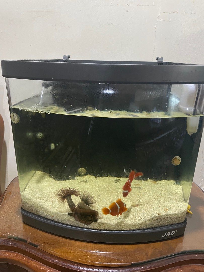 Jad aquarium 2025