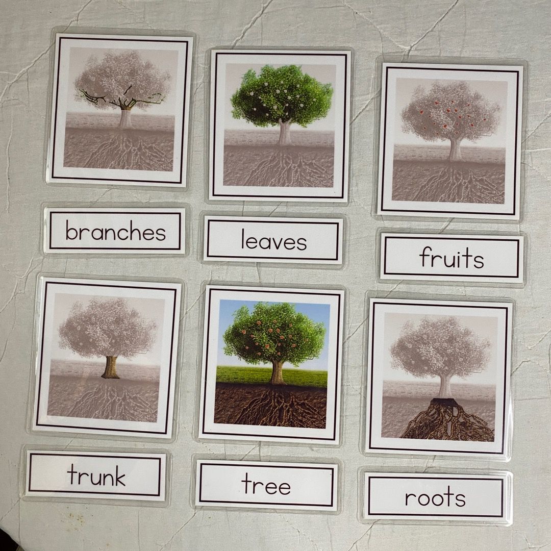 Montessori Three Part Cards - Parts of a Tree, Hobbies & Toys, Toys ...