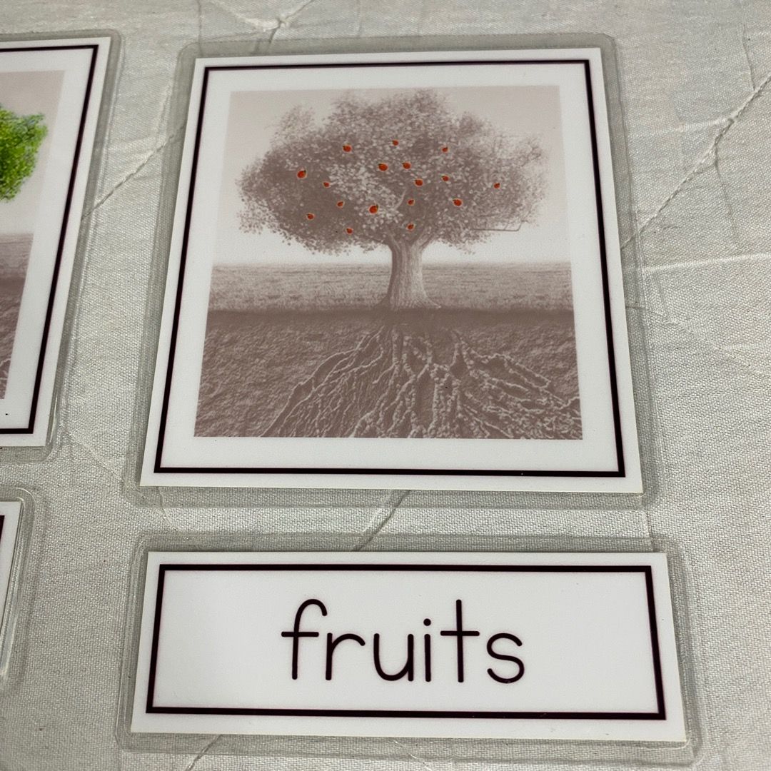Montessori Three Part Cards - Parts of a Tree, Hobbies & Toys, Toys ...