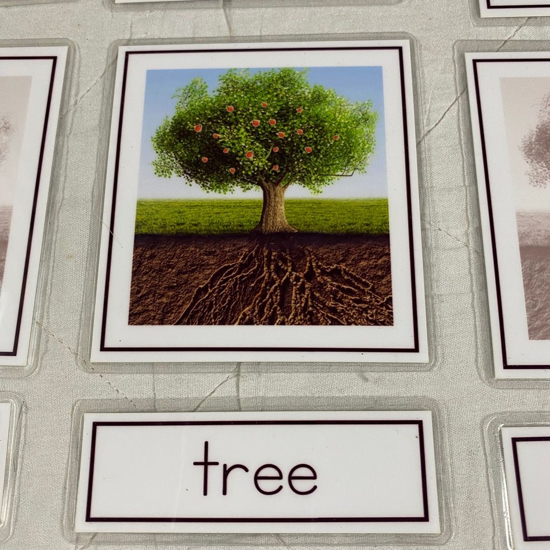 Montessori Three Part Cards - Parts of a Tree, Hobbies & Toys, Toys ...