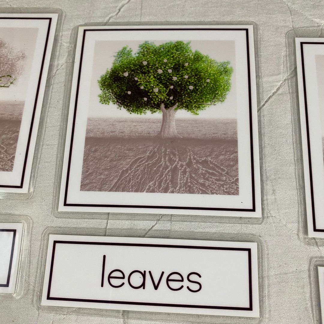 Montessori Three Part Cards - Parts of a Tree, Hobbies & Toys, Toys ...