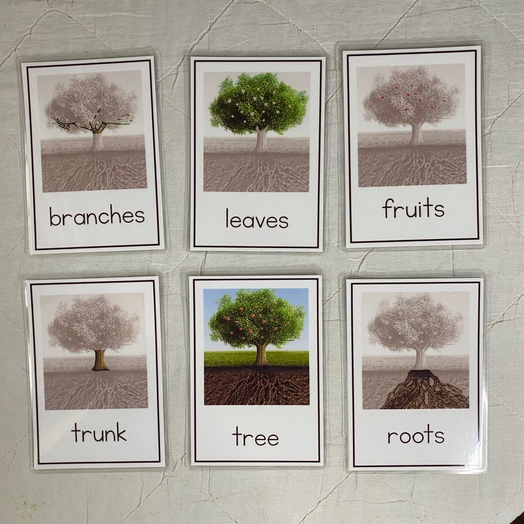 Montessori Three Part Cards - Parts of a Tree, Hobbies & Toys, Toys ...