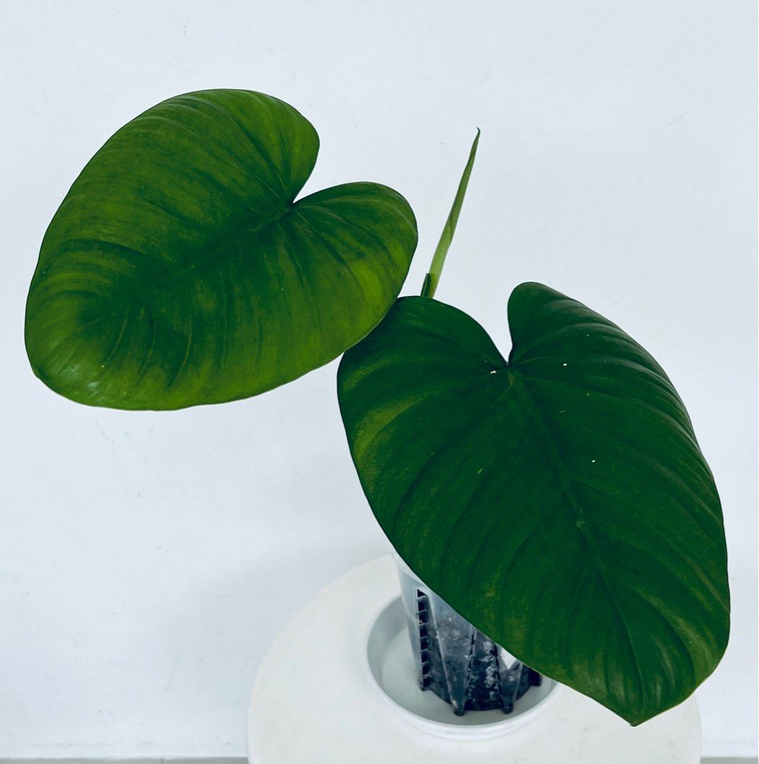 Philodendron Colombianum, Furniture & Home Living, Gardening, Plants &  Seeds on Carousell