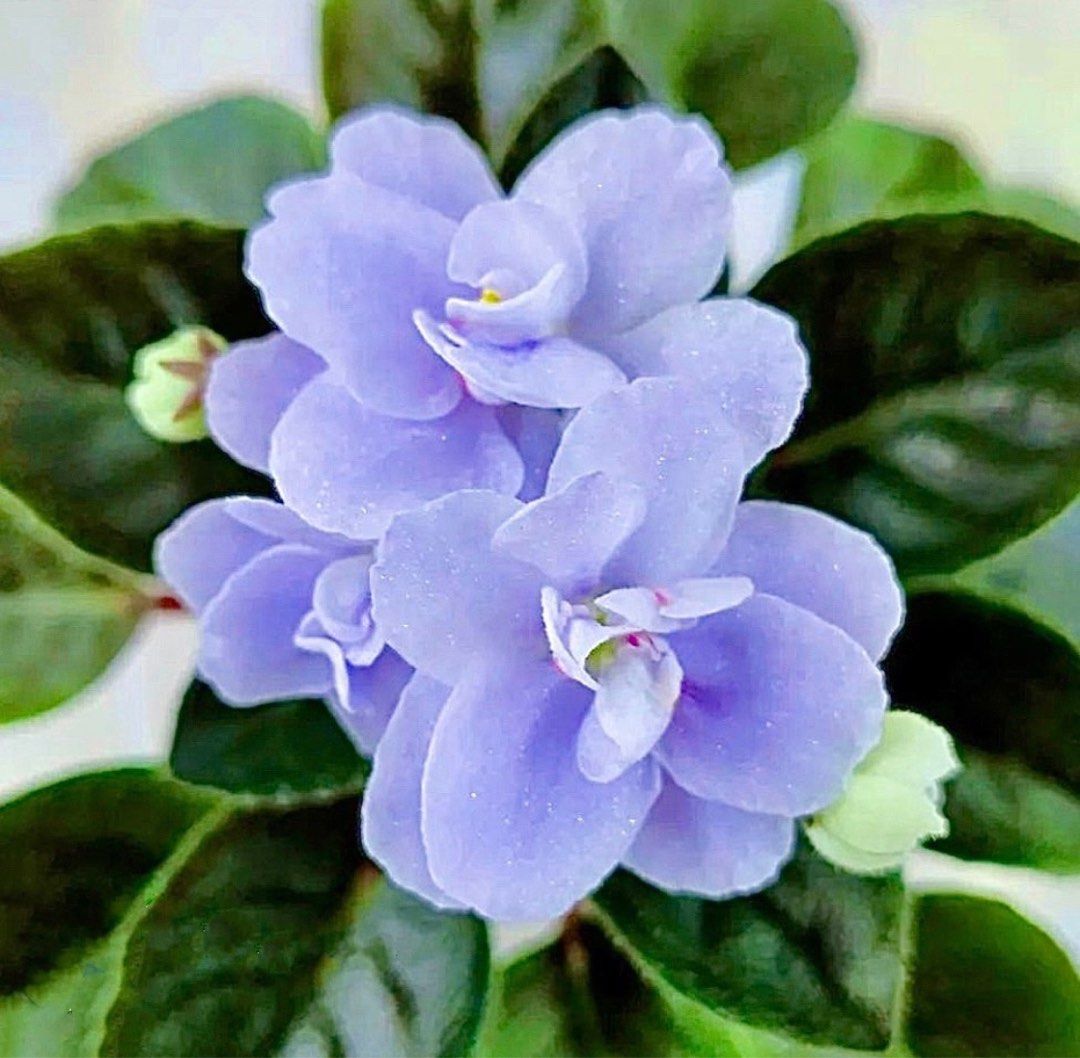 R117 (半迷你Semi-miniature) 非洲紫羅蘭花苗出售African violet baby / starter plant 香港非洲 紫羅蘭花苗網店Hong Kong Online Store of African Violets, 傢俬＆家居, 園藝, 植物及種子-