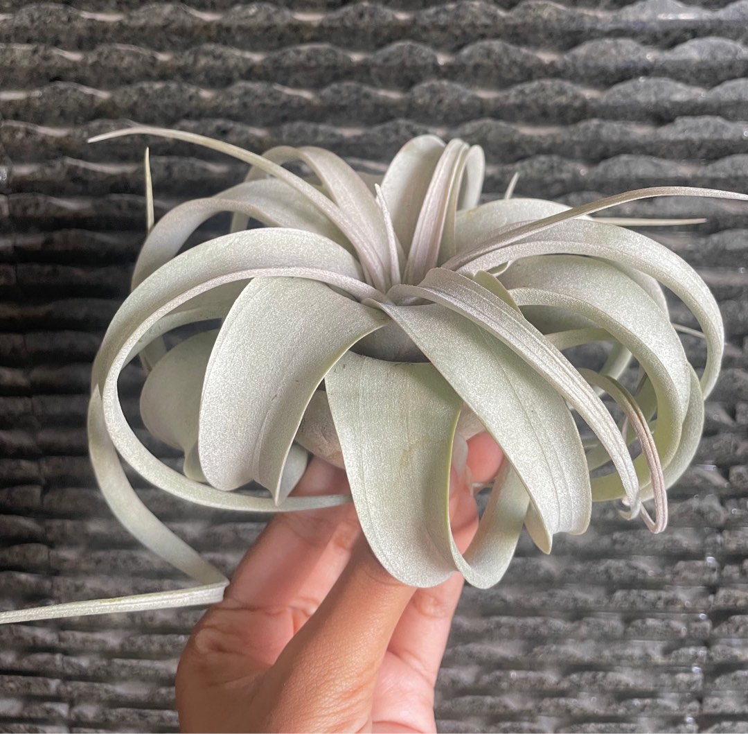 Tillandsia Xerographica blushing airplant air plant Airplants air
