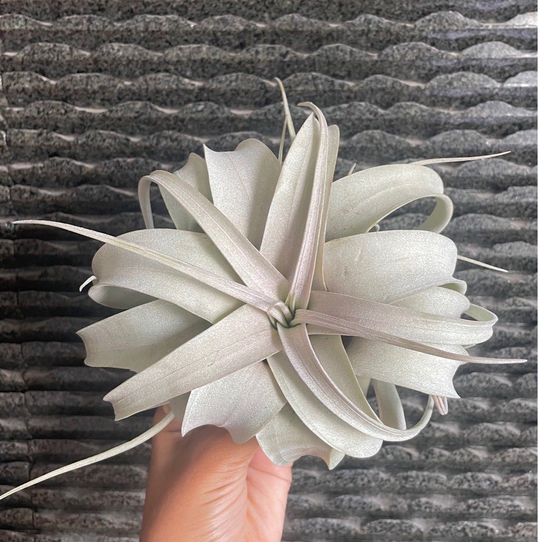 Tillandsia Xerographica blushing airplant air plant Airplants air