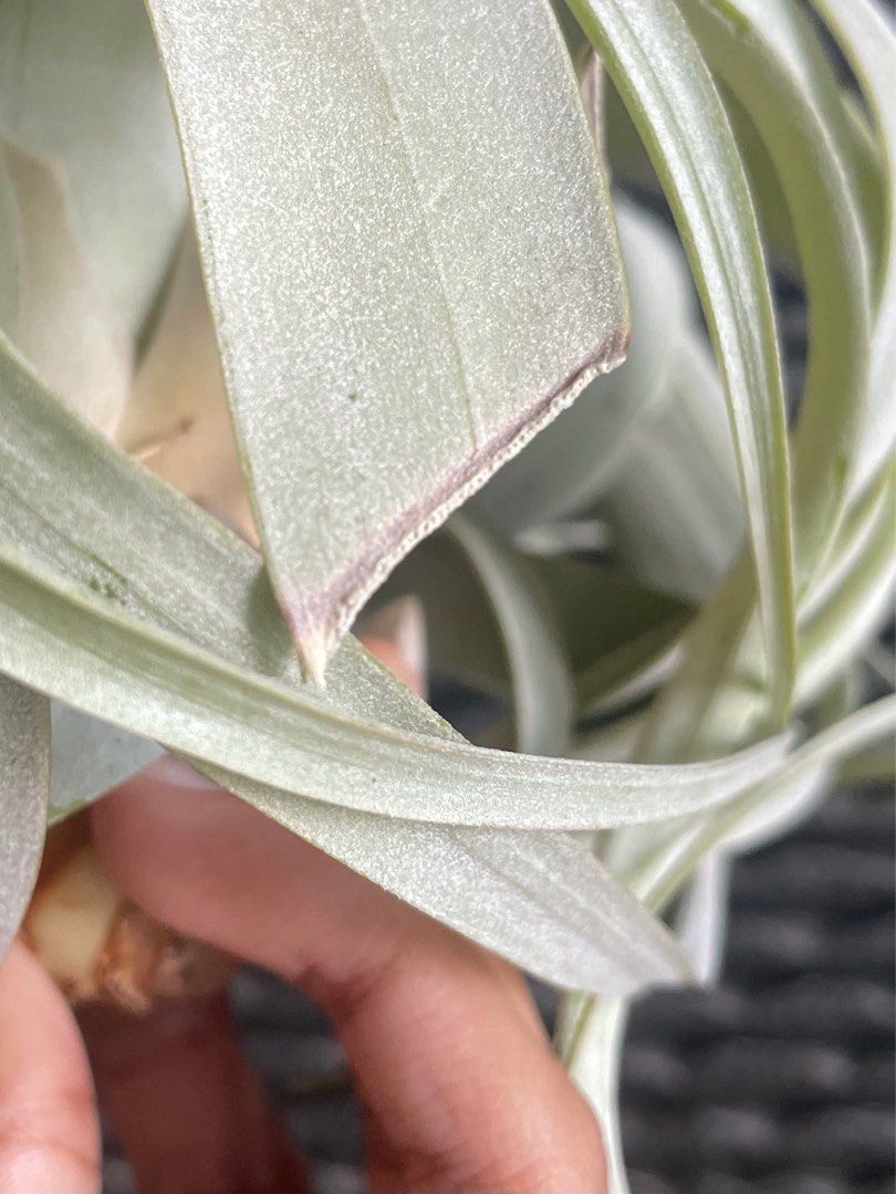 Tillandsia Xerographica blushing airplant air plant Airplants air