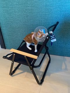 （分類：）位於 。 由 declutter_for_cats 提交（商品編號 1197334178，圖片 1）。簡介： 。