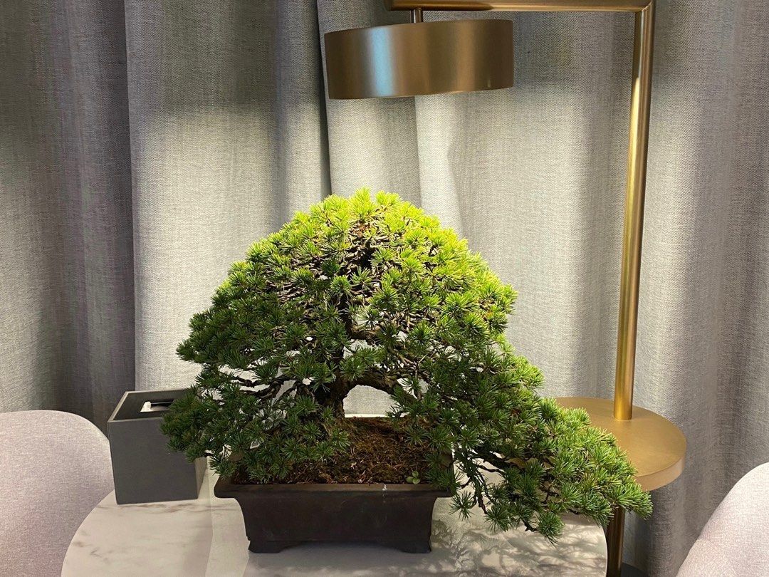 日本瑞祥五葉松極上稀貴品大品盆栽BONSAI 盆景, 傢俬＆家居, 園藝