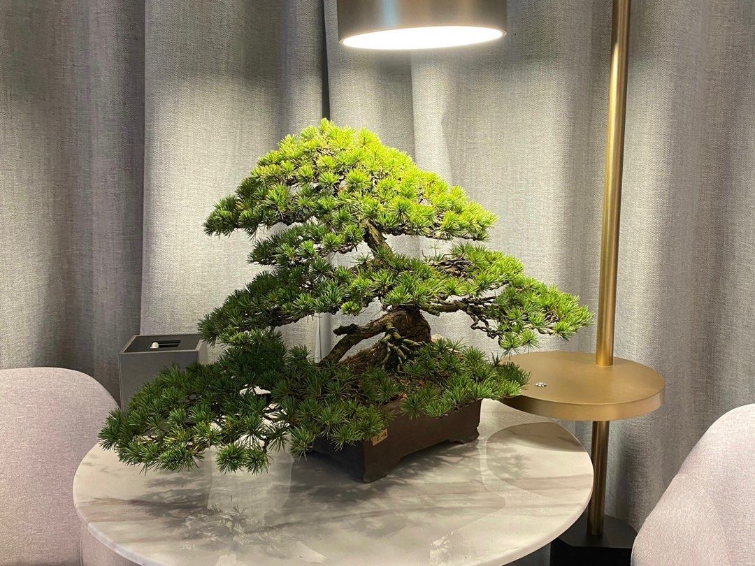 日本瑞祥五葉松極上稀貴品大品盆栽BONSAI 盆景, 傢俬＆家居, 園藝