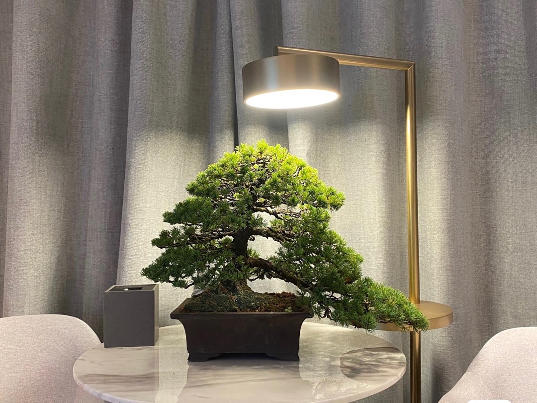 日本瑞祥五葉松極上稀貴品大品盆栽BONSAI 盆景, 傢俬＆家居, 園藝