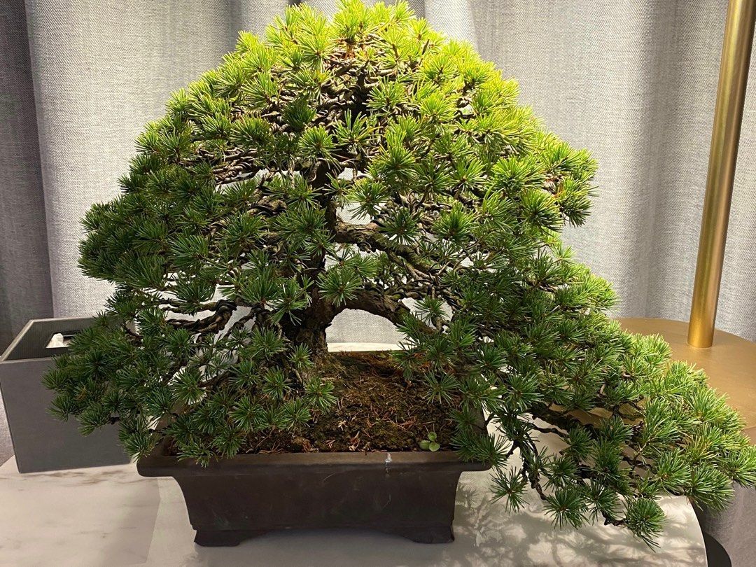 日本瑞祥五葉松極上稀貴品大品盆栽BONSAI 盆景, 傢俬＆家居, 園藝