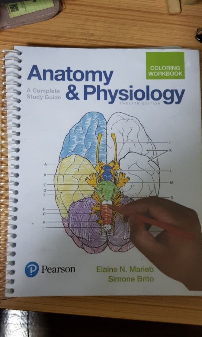 Anatomy & Physiology Coloring Book, Hobbies & Toys, Books & Magazines
