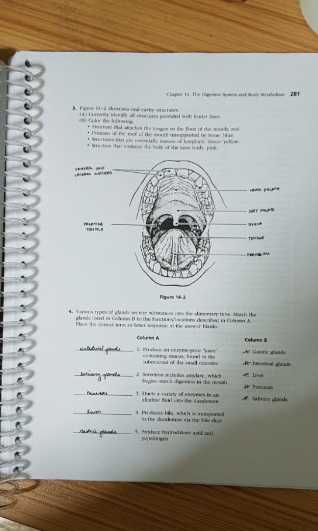 Anatomy & Physiology Coloring Book, Hobbies & Toys, Books & Magazines