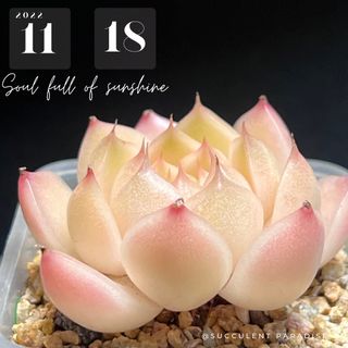 (Category: ) located in . Submitted by Succulent_Paradise (Listing ID 1197582428, Image 1). Description: .