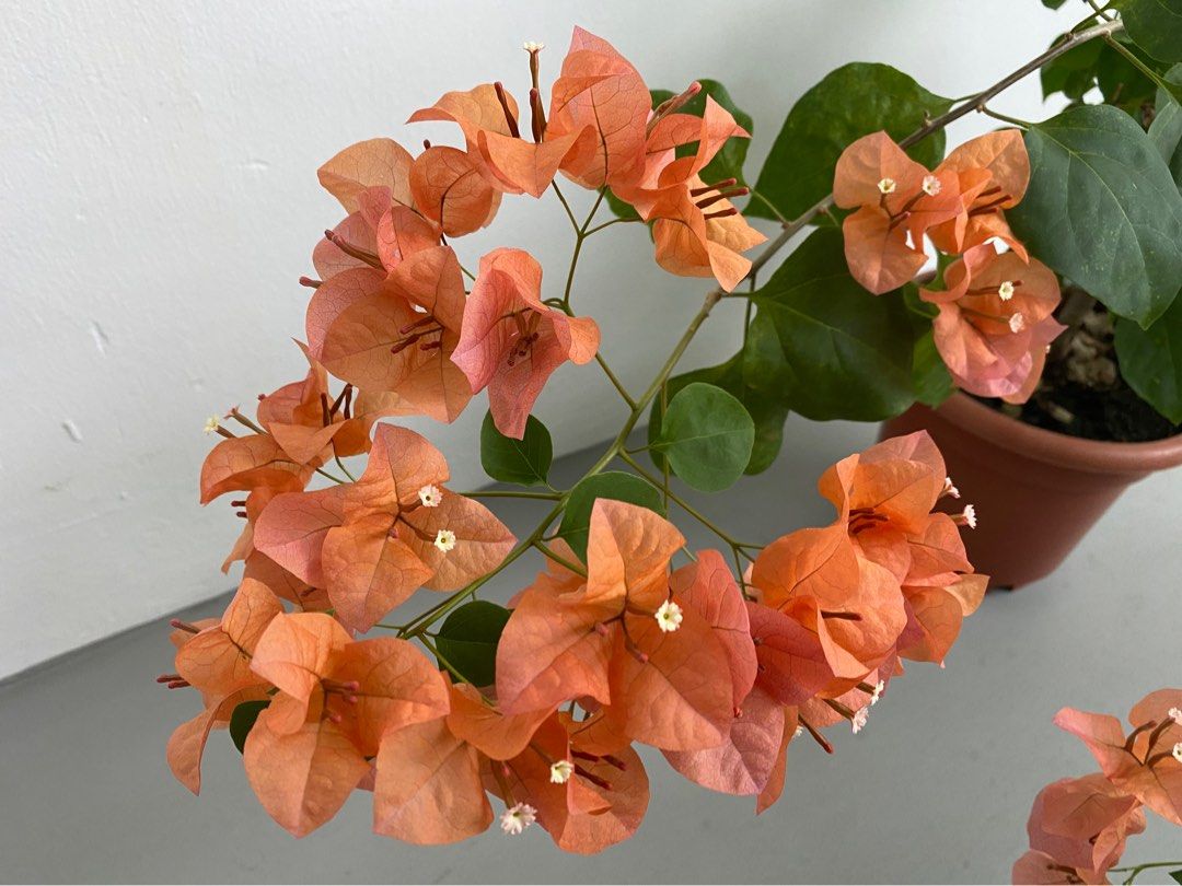For Sale Bougainvillea Plant (Salmon), Furniture & Home Living