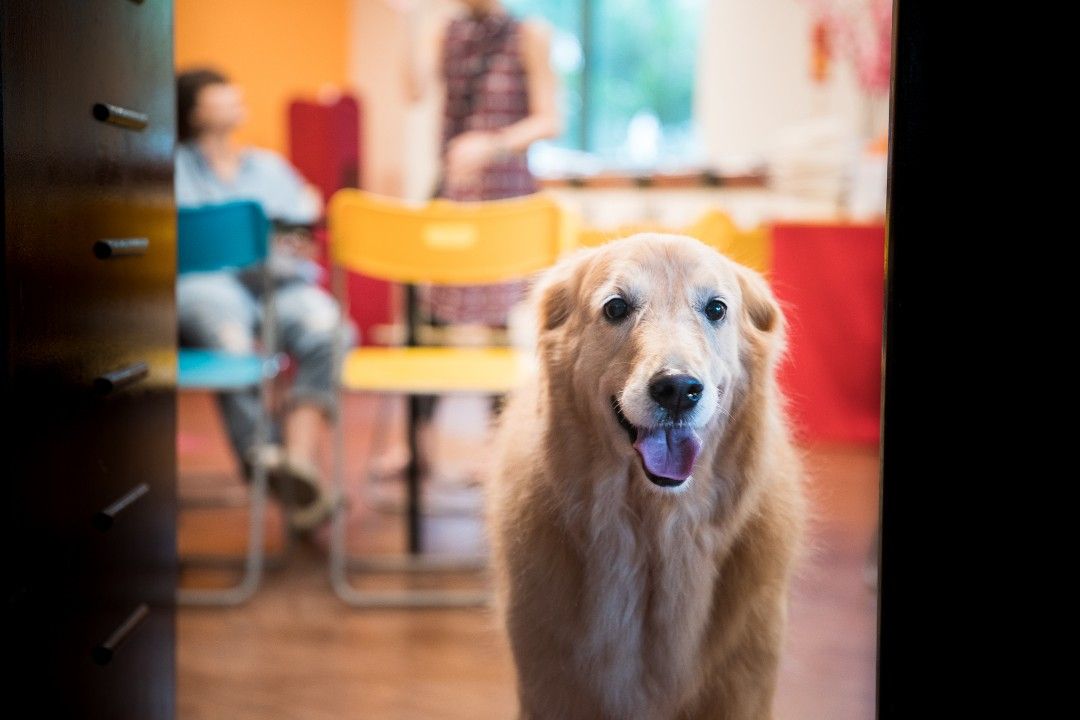 Puppy Dog Behavioural Basic Obedience Discipline Training, Pet Supplies
