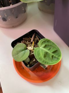 Cute 🐣- Anthurium villenaorum