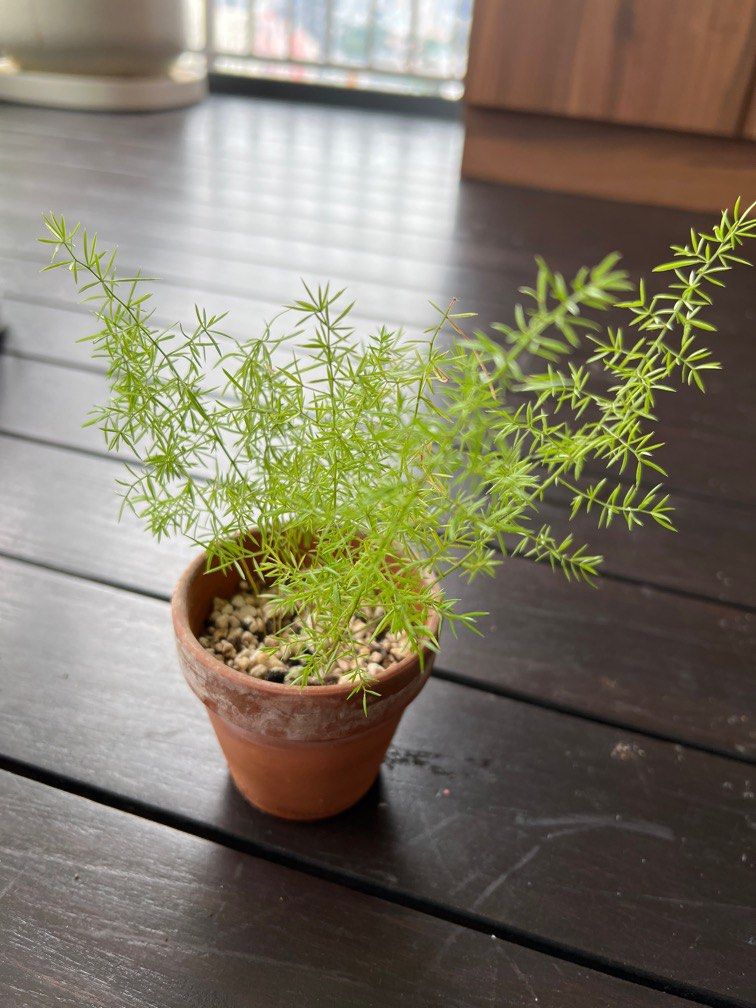 Asparagus Densiflorus Foxtail Fern, Furniture & Home Living, Gardening