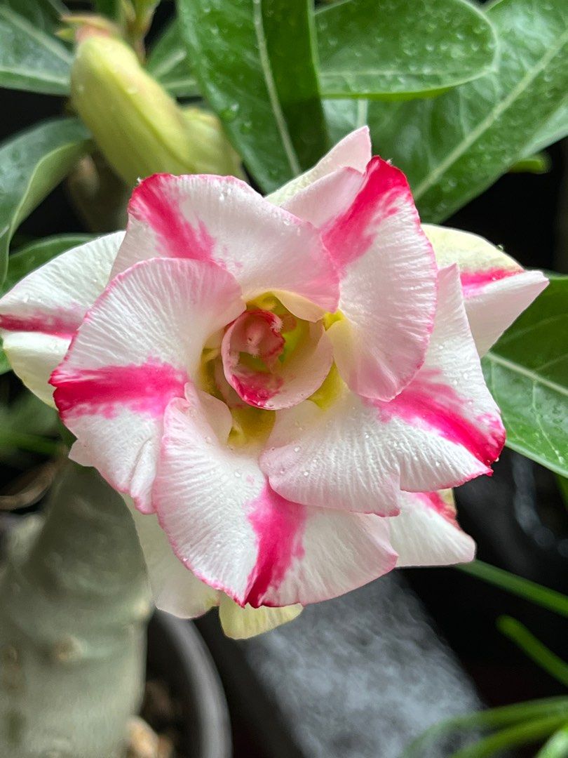 Adenium All Color Beautiful pastel color adenium (offer)白雪公主, Furniture & Home Living ...