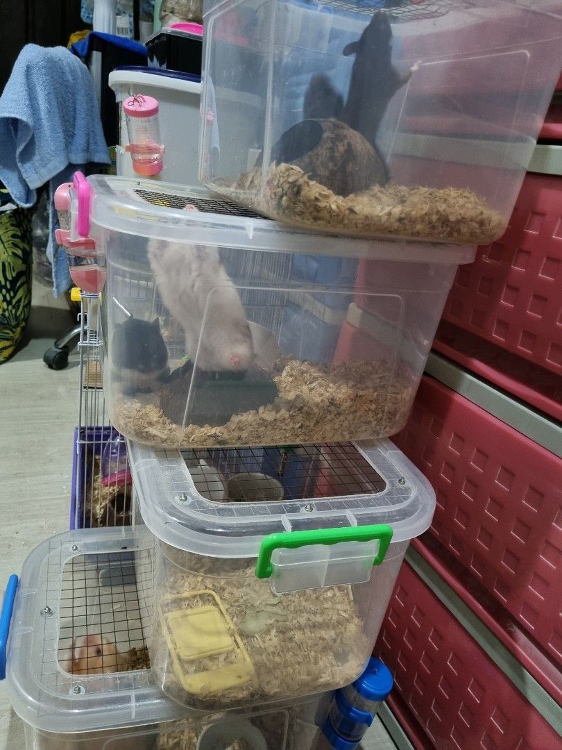 FOR SALE HAMSTER CAGES TAKE ALL P550, Pet Supplies, Homes & Other Pet