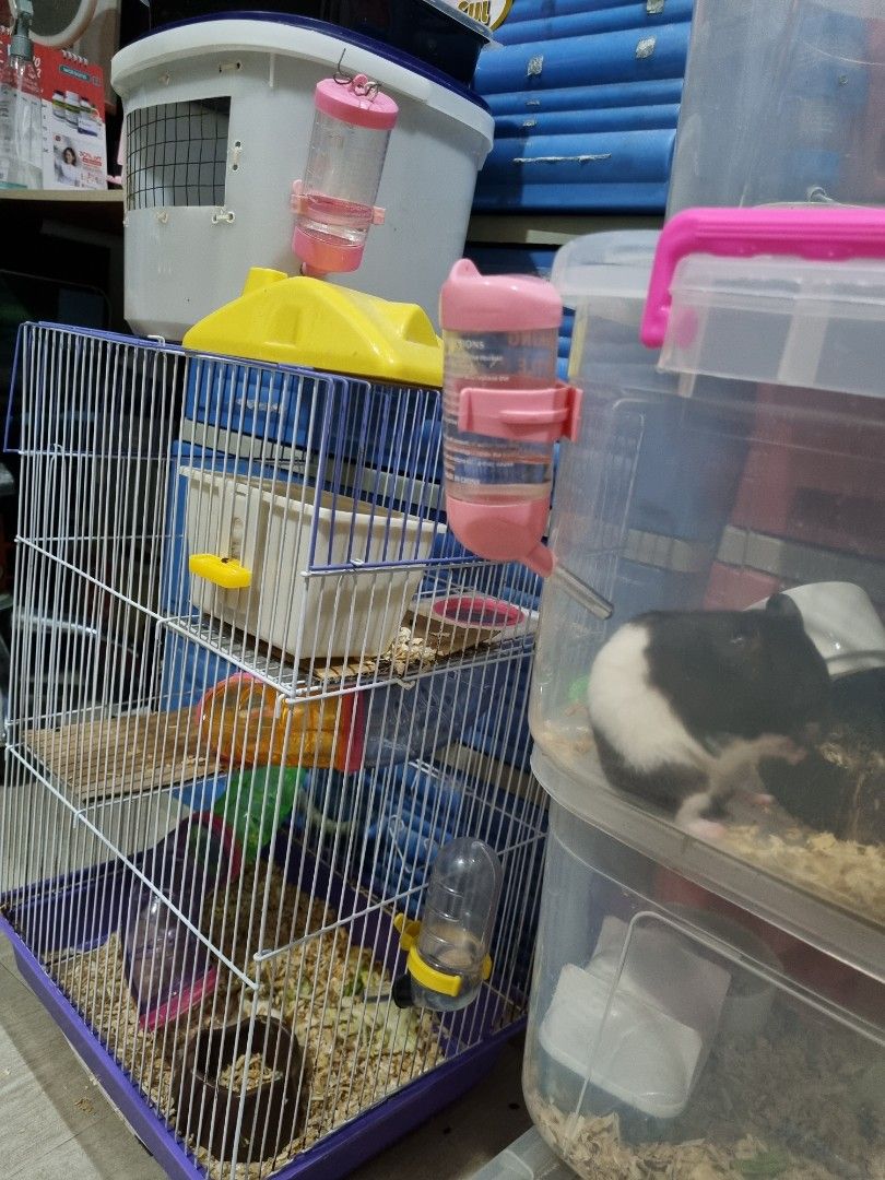 FOR SALE HAMSTER CAGES TAKE ALL P550, Pet Supplies, Homes & Other Pet