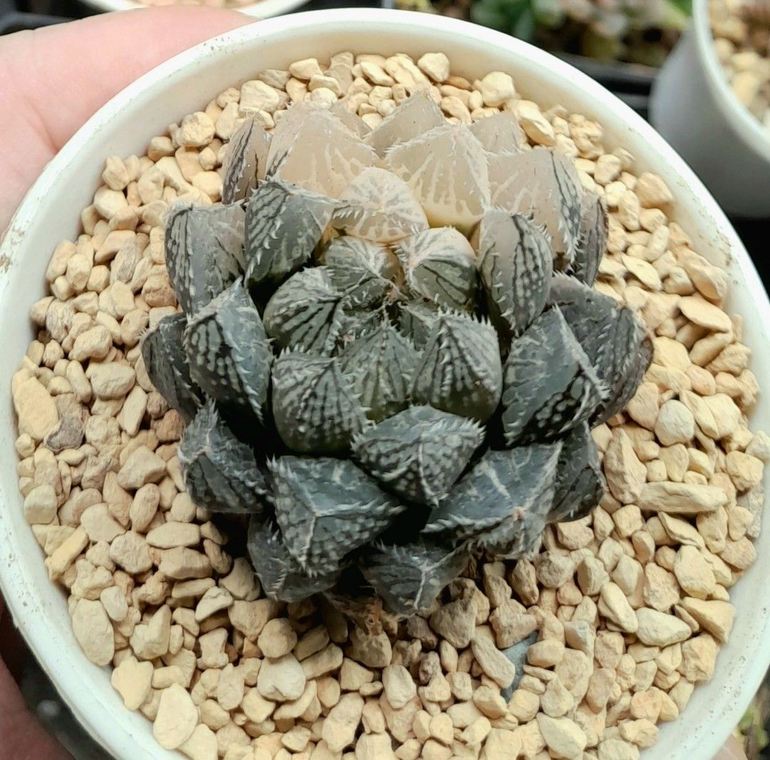 Haworthia Cooperi "Mirror ball" whitevariegated 7cm pot, Furniture