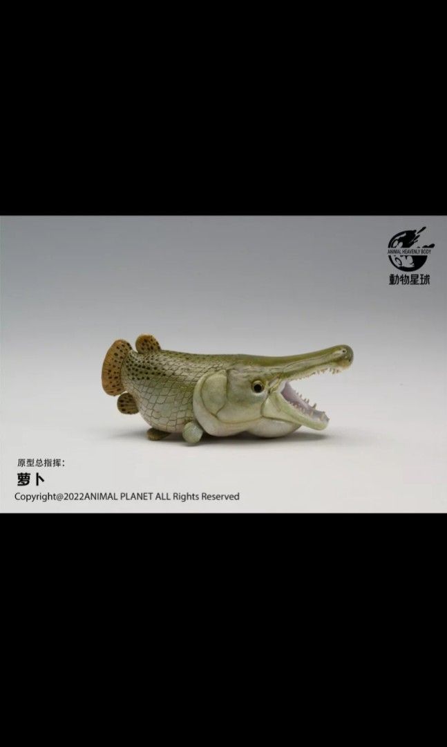 PO] Animal Planet Studios a series of laugh and grow fat limited edition  alligator gar animals blind box animal realistic model figure cute alligator  gar, Hobbies & Toys, Toys & Games on