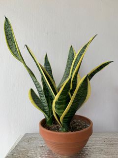 (Category: ) located in . Submitted by sera_garden (Listing ID 1197835850, Image 1). Description: .