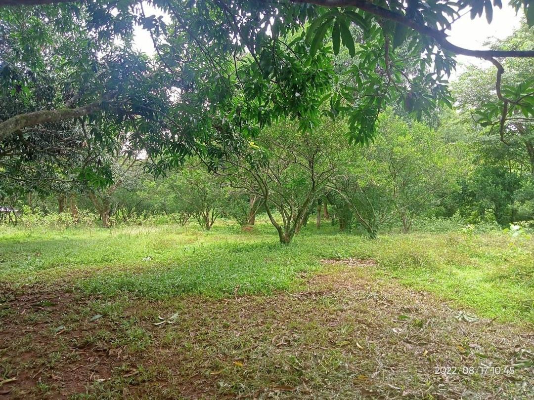 3 ( 3.5 ) Hectares Lot for Sale Punong Kumunoy Lagundi Morong Rizal