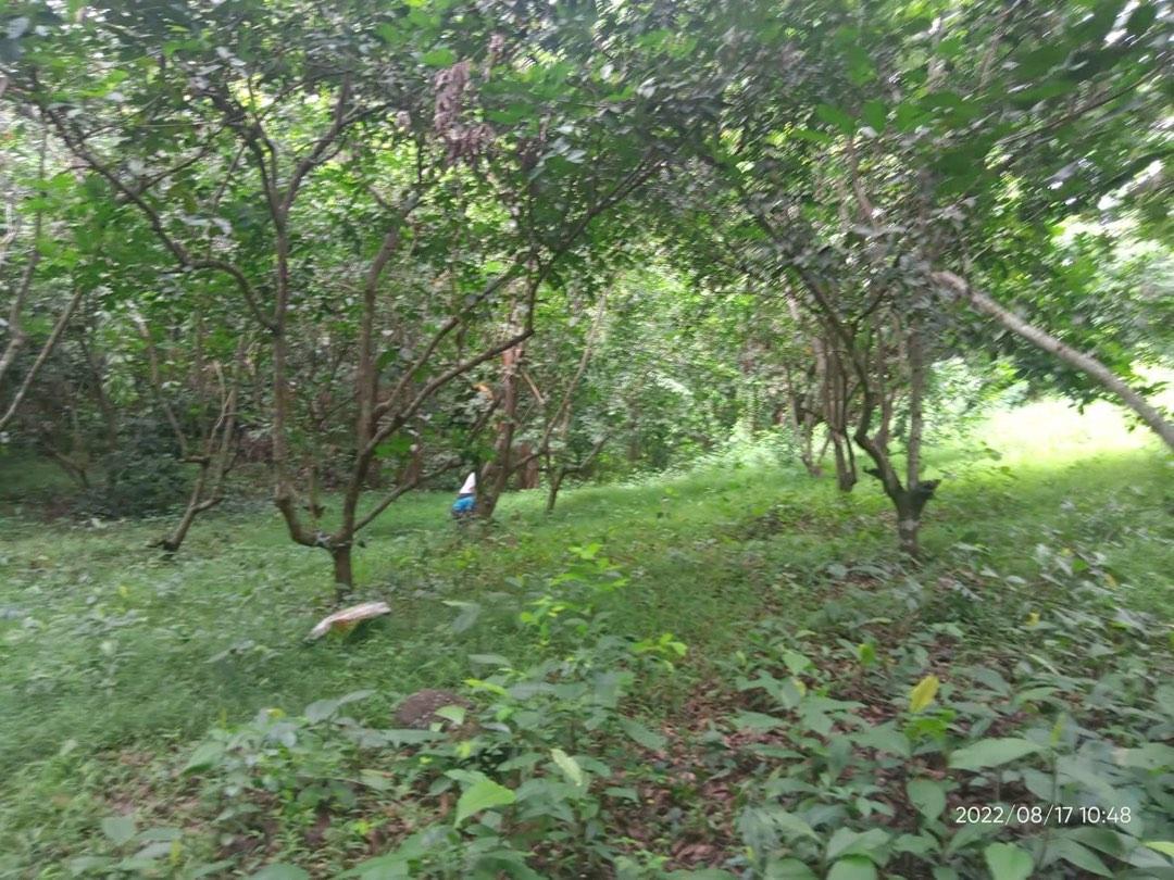 3 ( 3.5 ) Hectares Lot for Sale Punong Kumunoy Lagundi Morong Rizal