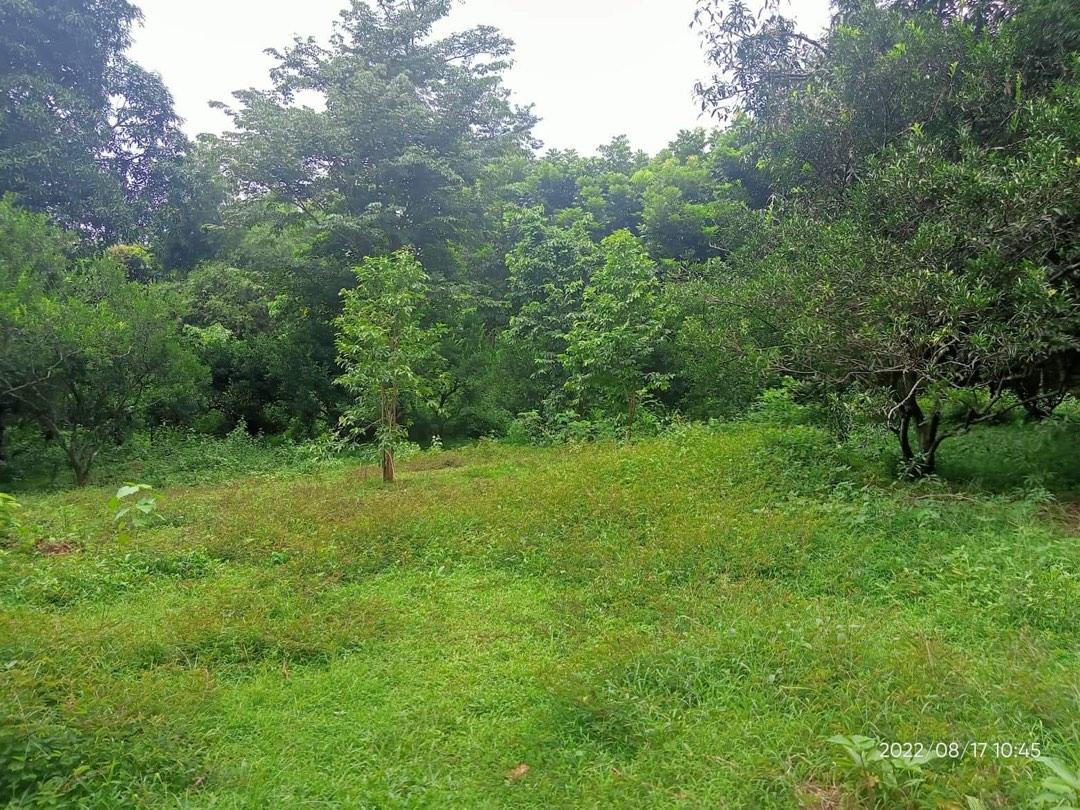 3 ( 3.5 ) Hectares Lot for Sale Punong Kumunoy Lagundi Morong Rizal