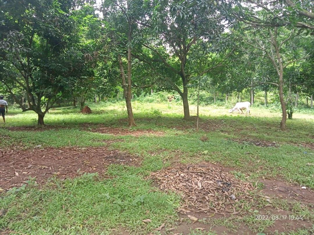 3 ( 3.5 ) Hectares Lot for Sale Punong Kumunoy Lagundi Morong Rizal