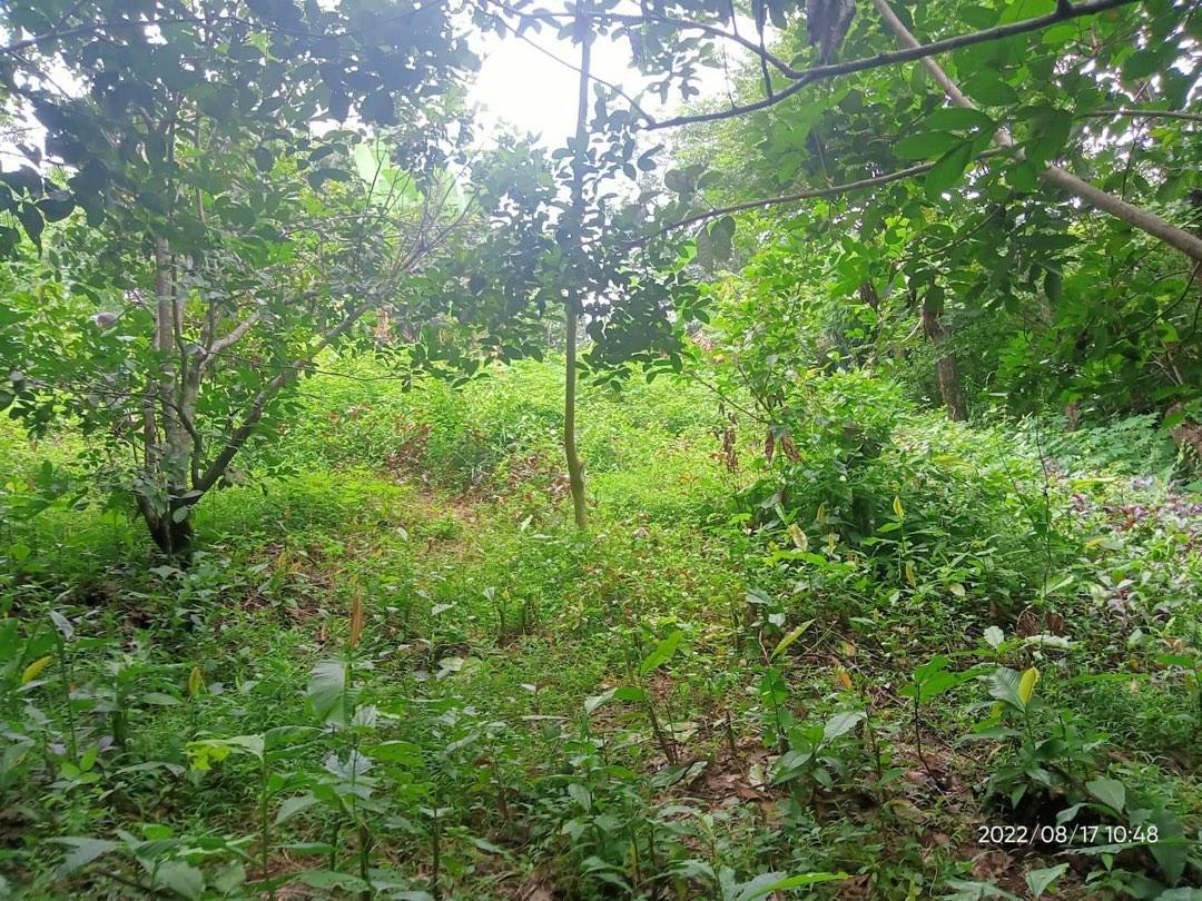 3 ( 3.5 ) Hectares Lot for Sale Punong Kumunoy Lagundi Morong Rizal