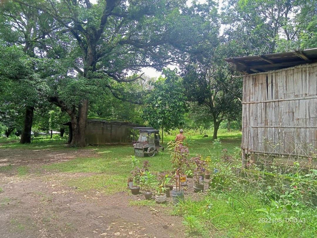 3 ( 3.5 ) Hectares Lot for Sale Punong Kumunoy Lagundi Morong Rizal