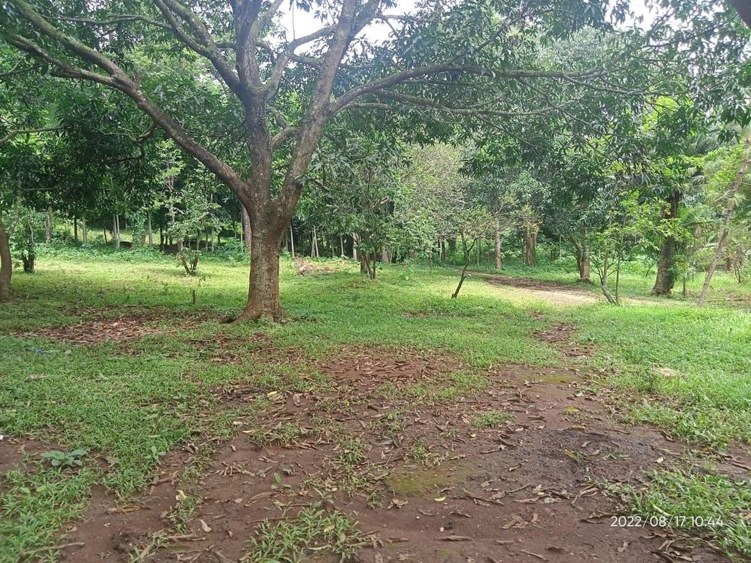 3 ( 3.5 ) Hectares Lot for Sale Punong Kumunoy Lagundi Morong Rizal