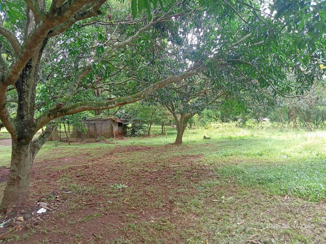 3 ( 3.5 ) Hectares Lot for Sale Punong Kumunoy Lagundi Morong Rizal