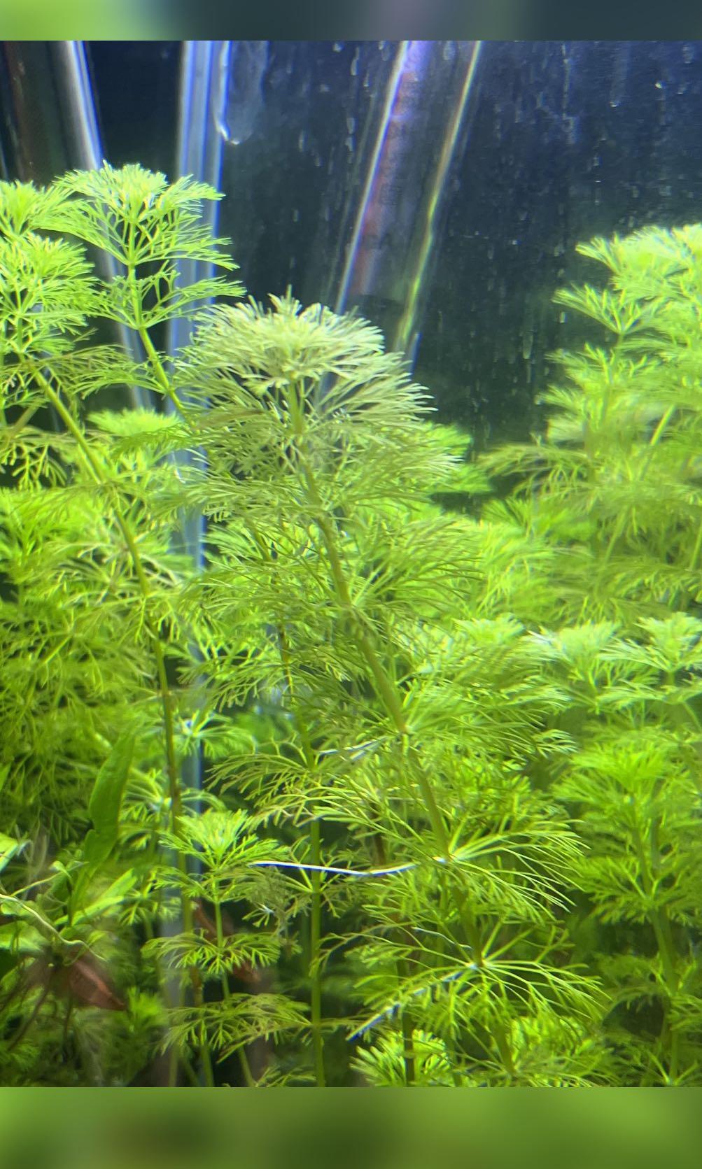 新一輪金魚藻水草 傢俬 家居 園藝 植物及種子 Carousell