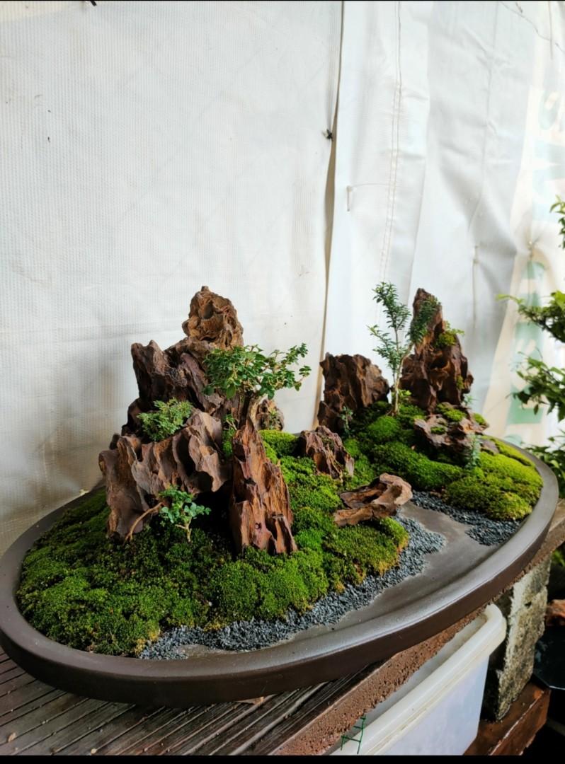 Bonsai Landscaping, Furniture & Home Living, Gardening, Pots & Planters